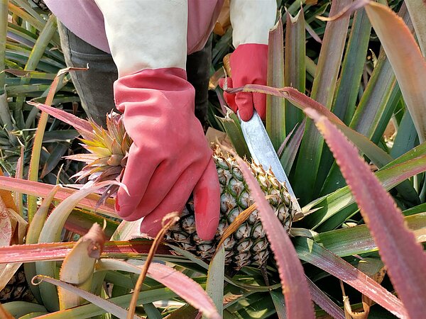 南部鳳梨盛產產銷失衡價跌 果農籲政府幫忙找出路/記者莊全成攝