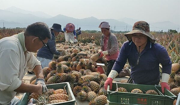 南部鳳梨盛產產銷失衡價跌 果農籲政府幫忙找出路/記者莊全成攝