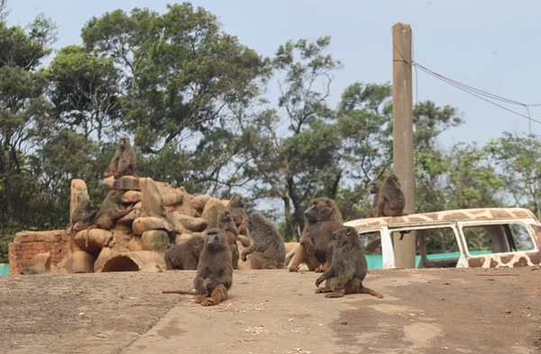 桃園東非狒狒被槍殺死亡,六福村深夜證實從園區逃逸,新竹縣政府農業處認六福村違反野生動物保育法,在清明連假前核定處最高5萬元罰鍰。圖/本報資料照片