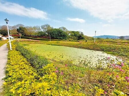 
五股新冪境綠地公園生態池呈死水狀態。（陳慰慈攝）
