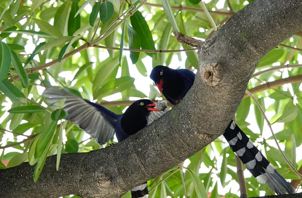 台灣藍鵲有共同照顧幼鳥、抵禦危險的特性,以致人鳥衝突事件層出不窮。圖/北市動保處提供