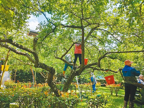 南投縣信義鄉梅子受乾旱影響,青梅延遲至清明後採收,果實也偏小,收購價從每公斤45元調漲為55元。(信義鄉農會提供/楊靜茹南投傳真)