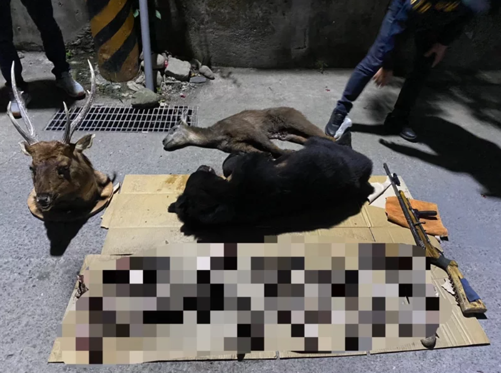 檢方調查發現，霧台鄉大武部落族人在三年內獵殺4隻台灣黑熊。圖／檢方提供