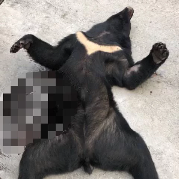 檢方調查發現,霧台鄉大武部落族人在三年內獵殺4隻台灣黑熊。圖/檢方提供