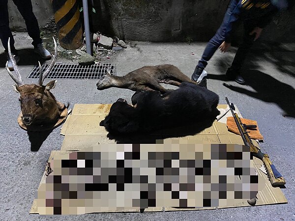 檢方調查發現,霧台鄉大武部落族人在三年內獵殺4隻台灣黑熊。圖/檢方提供