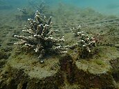 復育有成　和美漁港珊瑚寶寶長大了