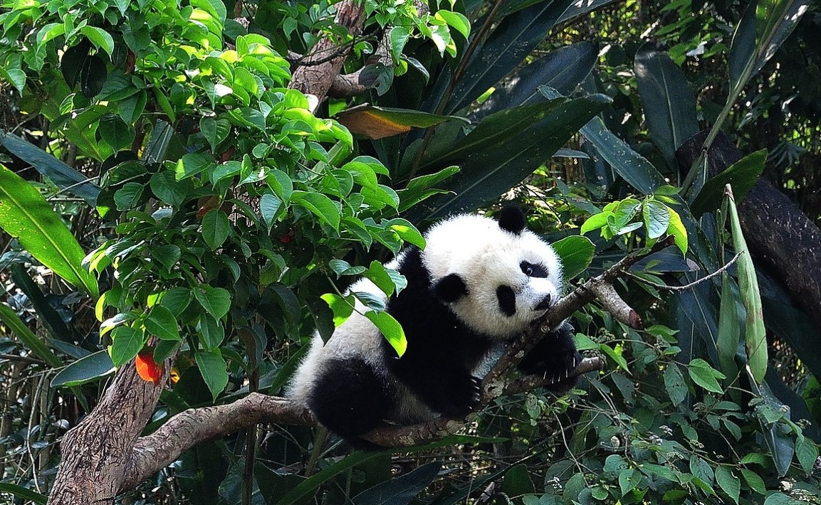 台北市立動物園的大貓熊「圓仔」已到「適婚年齡」，近期傳出中國大陸希望再推「熊貓外交」向台灣展示善意。圖／維基百科