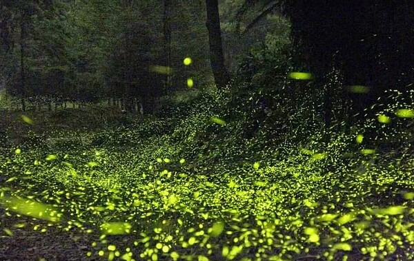 台中螢火蟲季即將開跑。圖/台中市政府提供