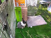 411國際寵物日！新北抽查寵物食品　45％不合格