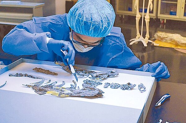 交通部鐵道局委請南科考古館進行體質人類學研究，目前已完成「台斗坑疑似遺址」2具人骨整飭與研究。（南科考古館提供／呂妍庭嘉義傳真）