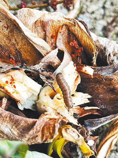 嘉義縣中埔鄉一處廢耕乾涸的水芋田,發現國內首例秋行軍蟲危害芋頭的案例。(台南區農改場提供/曹婷婷台南傳真)