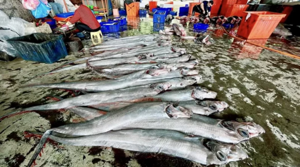 台東魚販昨天貼文，「漁民1次捕獲近50尾地震魚」，地方議論紛紛。記者卜敏正／翻攝