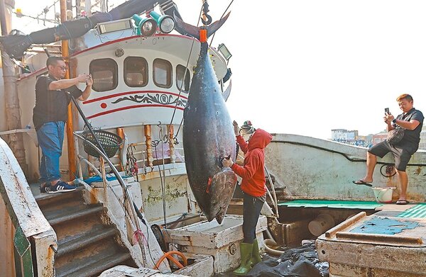 宜蘭縣蘇澳籍漁船再發68號12日捕獲重達320公斤的黑鮪魚，經確認為「南方澳第一鮪」。（民眾提供／吳佩蓉宜蘭傳真）