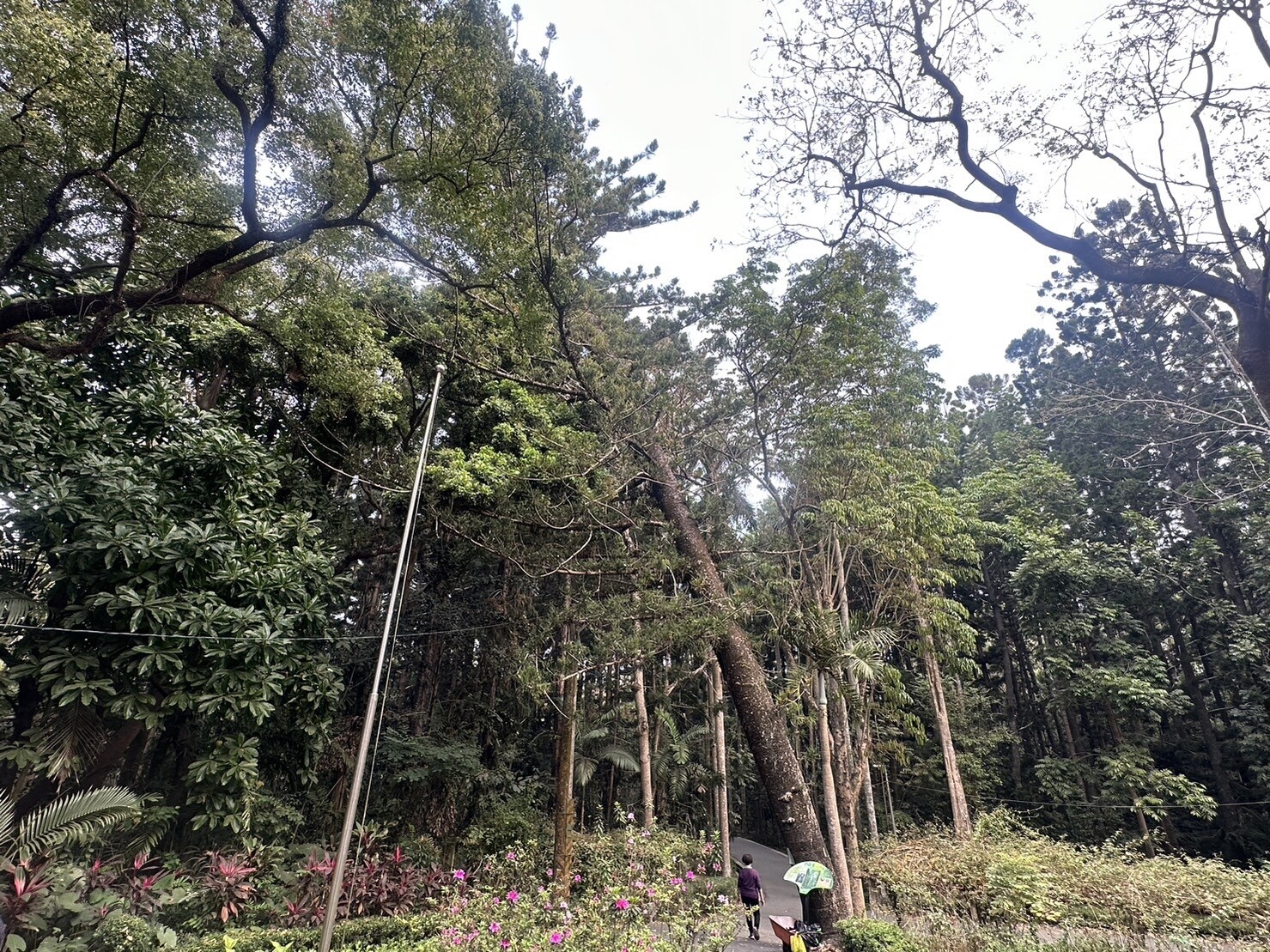 嘉義市樹木園樹齡逾120年的「鎮園之寶」－國內最巨大珍貴老樹「肯氏南洋杉」，傾斜不倒如同比薩斜塔。記者魯永明／攝影 