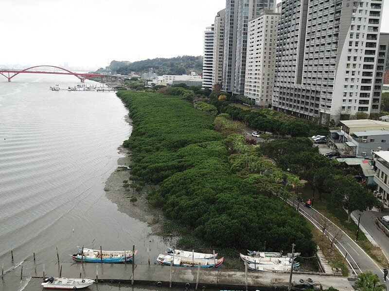 淡水河八里一側紅樹林過於茂盛，恐衝擊生態及防洪。圖／新北高灘處提供