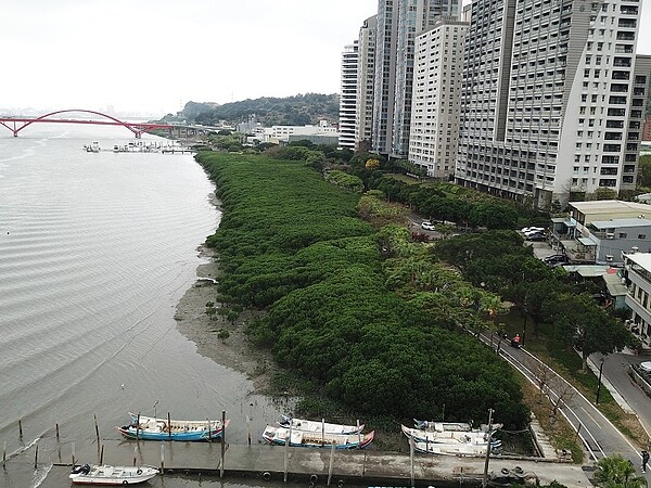 淡水河八里一側紅樹林過於茂盛，恐衝擊生態及防洪。圖／新北高灘處提供