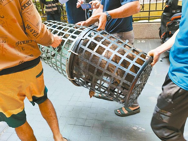 台中南屯豐富路附近驚傳有「山豬逛大街」,農業局昨上午派人捕獲,正調查飼主身分。圖/中市府提供