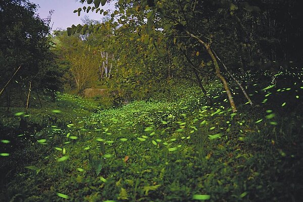 4月是欣賞火金姑的季節,台中東勢林場預估4月中下旬螢火蟲大爆發。(台中東勢林場提供/陳淑娥台中傳真)