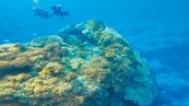 綠島海底大香菇萎縮剩35％　未來恐消失
