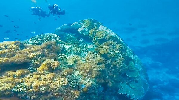 有大香菇之稱的台東綠島珊瑚礁近日被發現面積正在萎縮。（怪獸潛水訓練中心提供／蔡旻妤台東傳真）