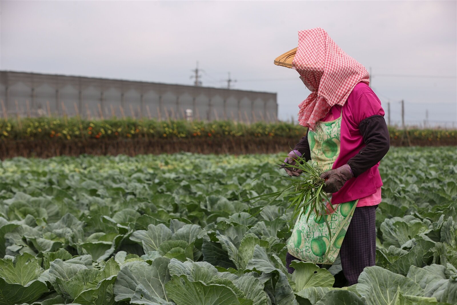 雲林縣是全台高麗菜重要產區之一,今年因產量多價格下跌。正值高麗菜盛產,便宜又好吃。記者黃仲裕/攝影