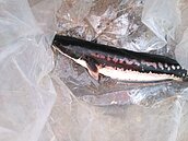 凶猛肉食「魚虎」　入侵蘭潭水庫