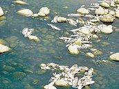 汙水注東大溪　魚群集體暴斃