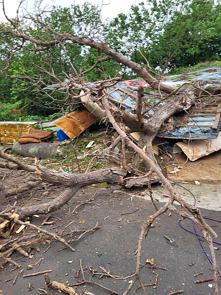 南桃園地區今日中午開始下雨，平鎮區福林里有棵大樹倒塌壓垮鐵皮屋，92歲連姓老翁爬出廢墟無大礙。圖／翻攝里長彭士益臉書