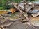 虛驚一場！大樹壓垮鐵皮屋　桃園92歲老翁爬出廢墟無大礙