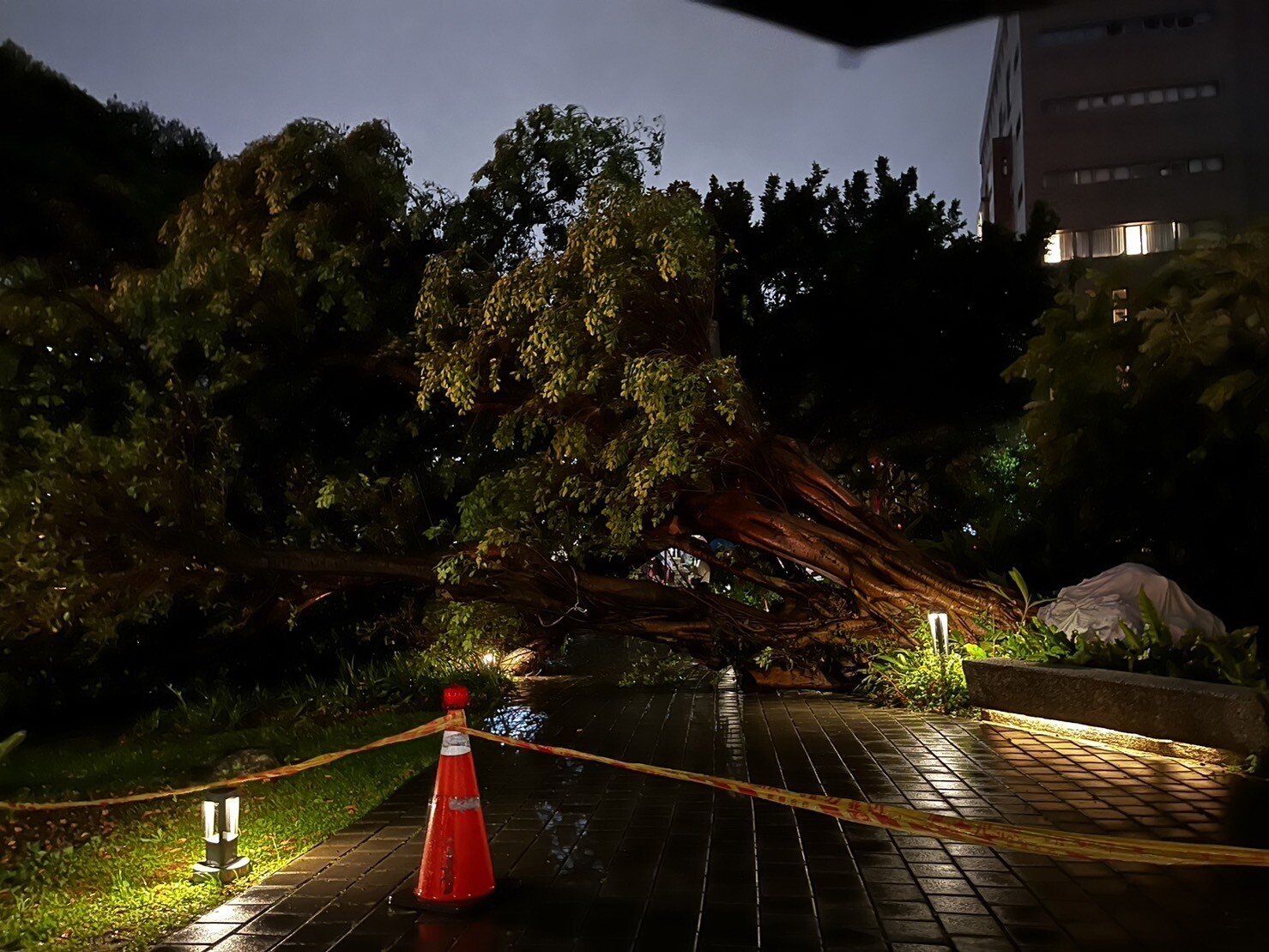 桃園中壢今下午突然下起暴雨及刮起大風，不過中原大學校內有棵大樹應聲倒地。記者朱冠諭／攝影 