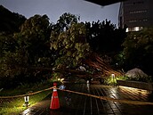 驚！風雨太大吹斷中原大學樹木　學生險被擊中畫面曝光