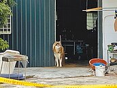 嘉義人倫慘案！男殺妻兒後墜樓　僅幼子存活