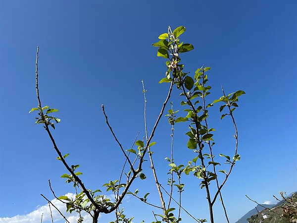 梨山地區梨子及蘋果因乾旱導致災損,如災害損失率達20%以上,即可申請現金救助。圖/台中市農業局提供