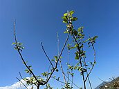 春雨少、農民哭！梨山乾旱災損　滿足「1條件」可申請現金救助