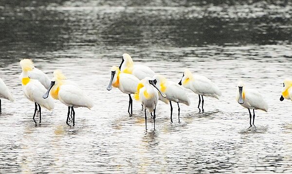 有「黑面嬌客」之稱的黑面琵鷺,已於金城湖停棲超過3個月。圖/新竹市政府提供