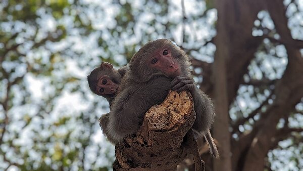 壽山是台灣獼猴棲地。圖／台灣獼猴共存推廣協會提供