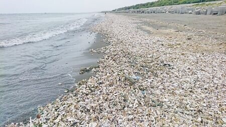 台南市四草海灘出現綿延4公里的牡蠣海灘。（程炳璋攝）