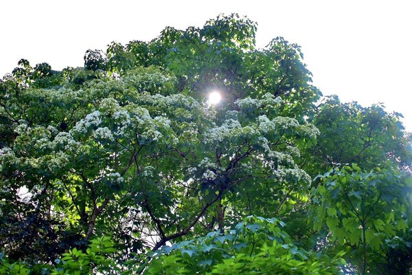 深坑萬福公園的桐花盛開中。圖／新北市景觀處提供