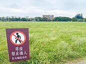 紅火蟻現蹤　軍方籲民眾勿近桃園龍岡操場