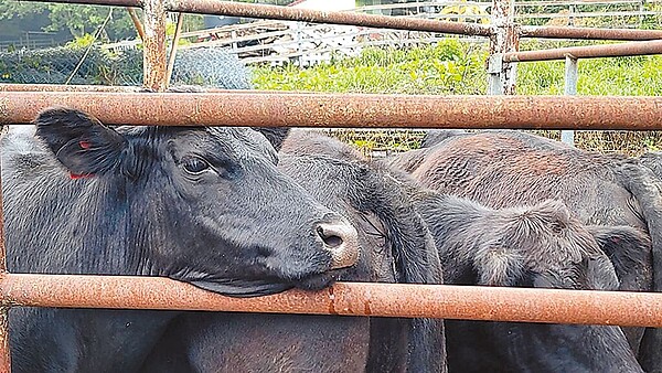 清境農場為了安置榮民及滇緬義胞以養牛起家，飼養牛隻近一甲子，因應國際淨零碳排趨勢，決定結束養牛產業。（清境農場提供／楊靜茹南投傳真）