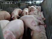 缺豬不缺肉　陳吉仲：豬價維持每公斤平均批發價90元