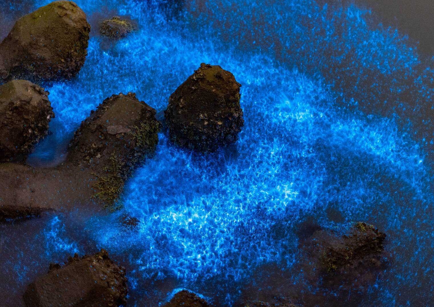 台南將軍區青山漁港與將軍漁港近期出現「藍眼淚」美景。圖/台南市農業局提供