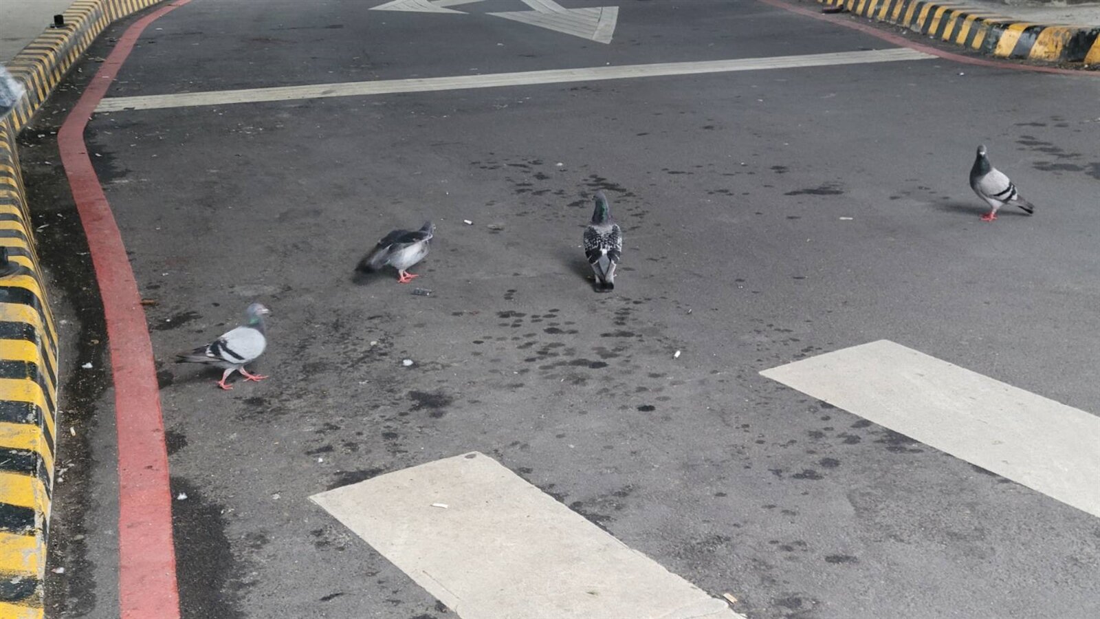 基隆火車站南站旁的中山陸橋因常有人餵食,大群野鴿盤據橋墩不去,經過汽機車及搭火車民眾常被從天而降的鳥屎襲擊。記者游明煌/攝影