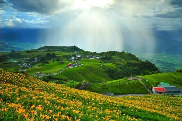 六十石山 金針花 (花蓮縣富里鄉公所)