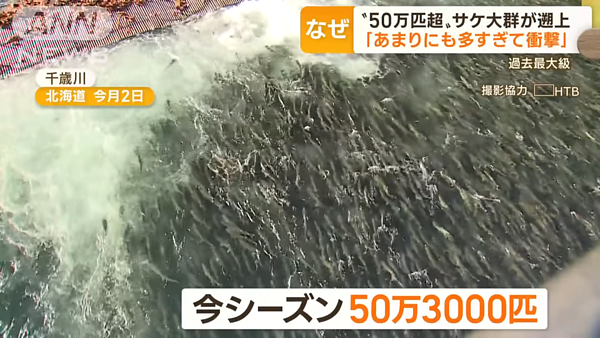 北海道千歲地區出現大量鮭魚,連當地居民都第一次看到。圖擷自朝日電視台