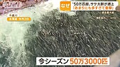 北海道鮭魚「暴增變50萬隻」擠滿整條河　居民專家都看傻眼