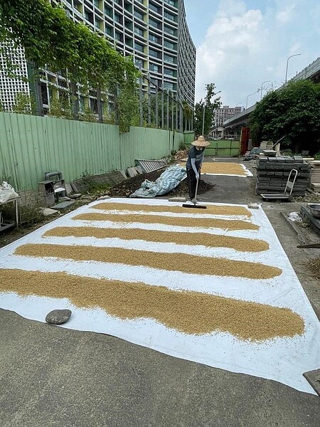 新仁里稻穀鋪曬。圖／取自吳建德里長臉書專頁