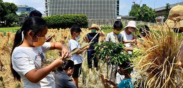 吳里長邀請里民總動員扎稻草，農務體驗中也增進感情。圖／取自吳建德里長臉書專頁