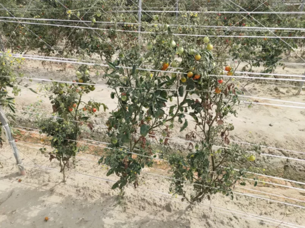 高雄番茄產地受持續高溫影響，孳生病蟲害，發生俗稱「瘋欉」現象，損失不貲。記者王昭月／翻攝