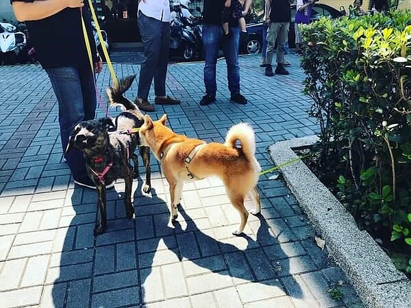 為浪犬梳毛整理做造型。圖/易小滿攝